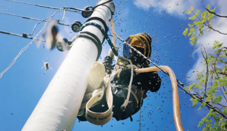 La proliferación de abejas se da principal en postes de electricidad.