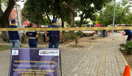 En el parque La Biblia se realizarón las primeras talas de árboles. / Foto: Cortesía