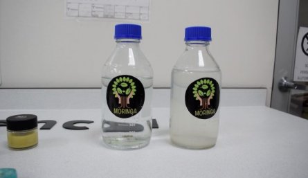 La moringa es la especie vegetal con la que viene investigando el SENA./Foto cortesía