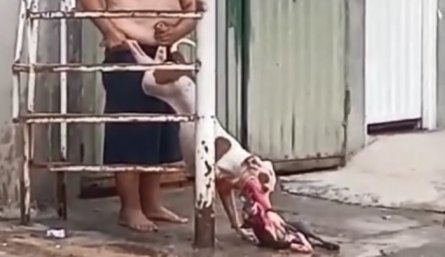 Maltrato animal en el barrio santander cobró la vida de una mascota/Foto cortesía