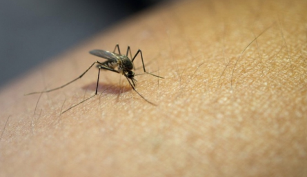  Al cierre de 2024 Cúcuta reportó 3.892 casos de dengue. 