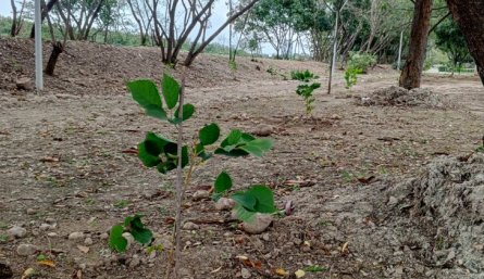 Sembraton-Parque Playa