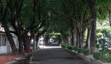 Especies arbóreas como Nim en la Av Faroles