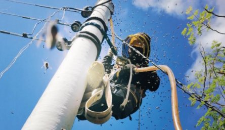 Incidentes con abejas en Norte van en aumento