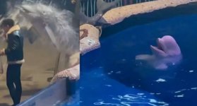 Ballena beluga apaga cigarro de visitante con chorro de agua y se vuelve viral