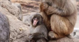 Punch, el macaco japonés que se aferraba a un peluche ya es abrazado por la manada
