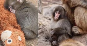 punch-macaco.
