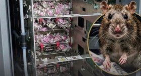 Insólito caso: una rata se “come” casi 19.000 dólares dentro de un cajero