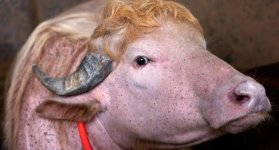 BUFALO DE TRUMP 