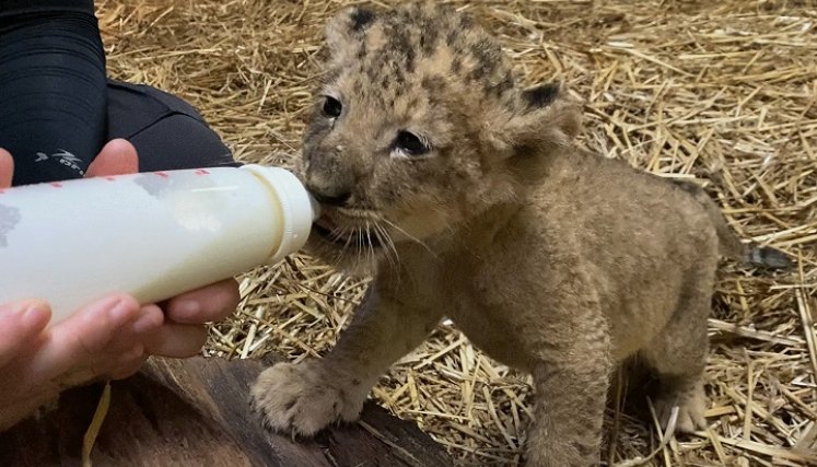 La reproducción por inseminación artificial es todavía muy poco común en el caso de leones. /Foto. AFP