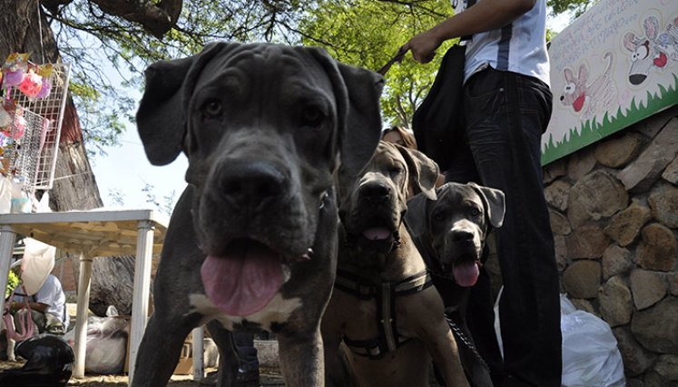 Mascotas