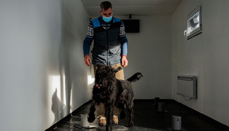 El centro de adiestramiento está en un contenedor de barco en Kliny, cerca de la frontera checo-alemana, allí entrena a ocho perros rastreadores del virus, con una tasa de éxito del 95% en COVID-19. / Foto: AFP