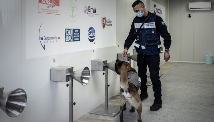 Un perro rastreador es entrenado por un miembro de la gendarmería francesa para detectar el coronavirus, en Libourne, como parte de una operación conjunta entre la CHU de Burdeos y la compañía de salud animal CEVA para proporcionar un método que permita el uso de perros entrenados en combatir la propagación de la pandemia. / Foto: AFP