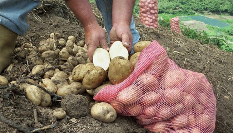 Los paperos fueron uno de los sectores del agro que sufrieron durante la pandemia del coronavirus. / Foto: Archivo