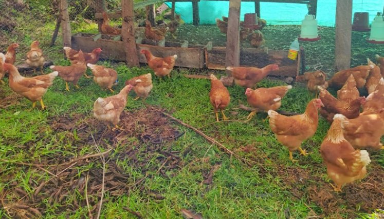 Los proyectos productivos para reactivar la economía de esta familia también incluyen ganadería y 50 gallinas ponedoras. / Foto: Cortesía