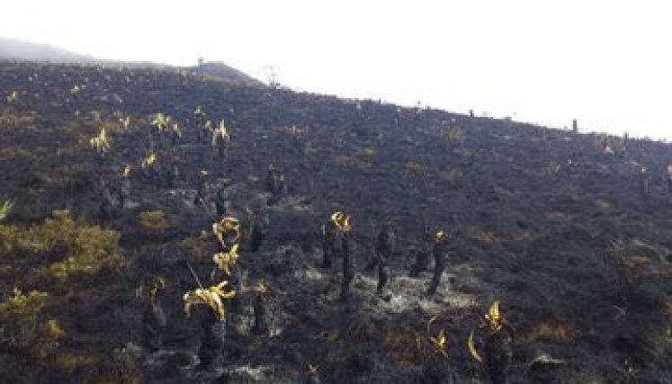 organismos de socorro tratan de controlar las llamas. /Foto: Cortesía