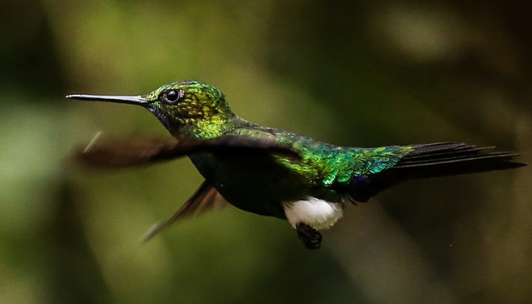 Colibrí.