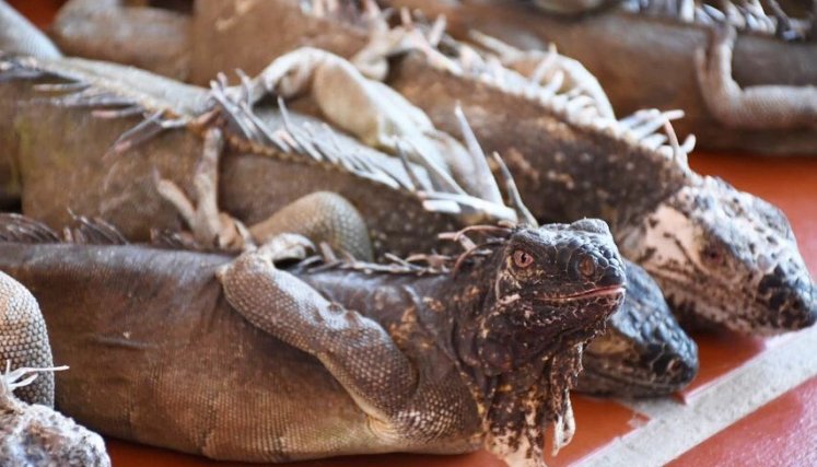 Iguanas incautadas porque iban a sacrificarse para venderlas.