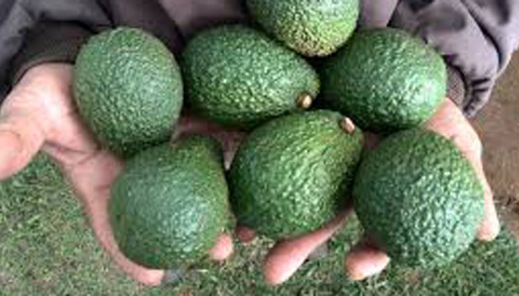 El inicio de la exportación del aguacate Hass lo hizo el presidente Iván Duque./FOTO: Colprensa