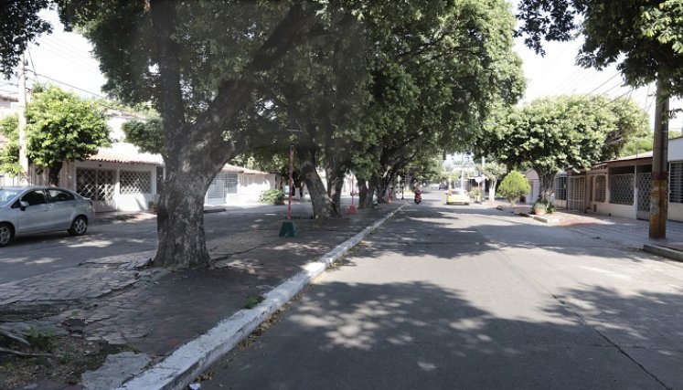 Proponen una nueva forma de trabajar en la arborización para traer un nuevo norte para la ciudad.
