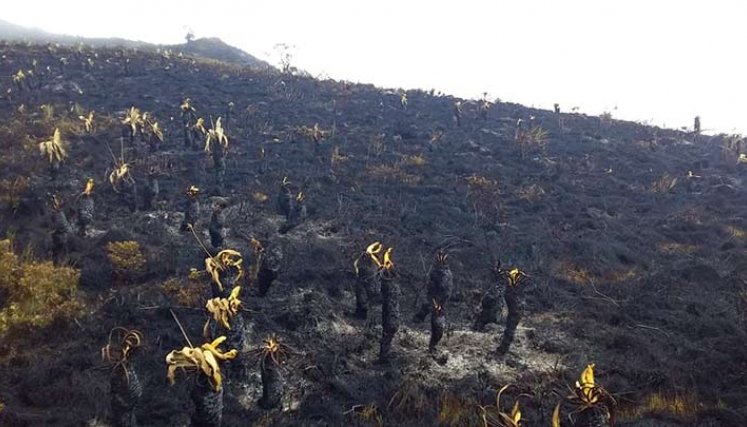 Los alcaldes y las autoridades ambientales están llamadas a proteger los p[aramos./Cortesía