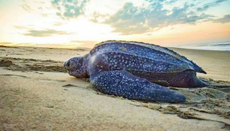 Tortuga laúd