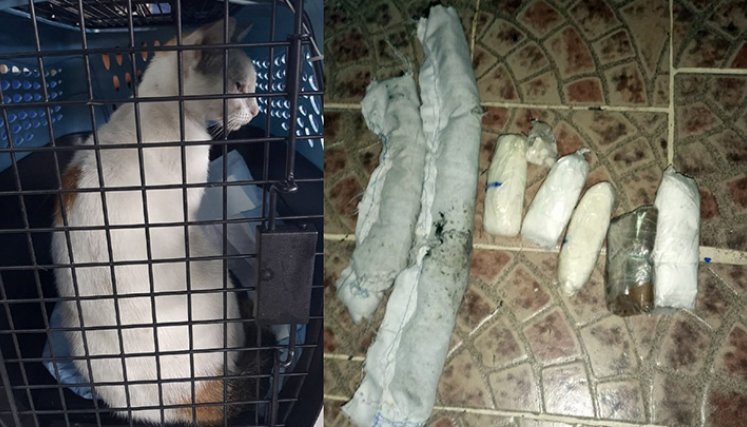 Los animales son engañados con comida desde las cárceles para hacerlos regresar con las sustancias ilícitas.