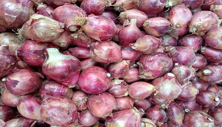 Son aproximadamente 6 mil familias dedicadas al cultivo de la cebolla. /Cortesía/La Opinión.