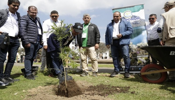 Así avanza la Sembratón de árboles en Norte de Santander. / Cortesía/ La Opinión 