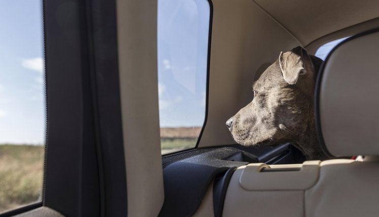 Las mascotas deben viajar seguras. / Foto: Cortesía