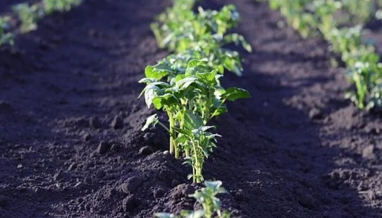 Las huertas comunitarias generan alimentos saludables. / Foto: Cortesía