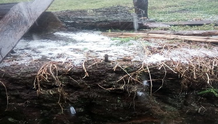 Las lluvias provocó daños en los cultivos y grandes pérdidas económicas a los campesinos /Foto: Cortesía/ La Opinión.