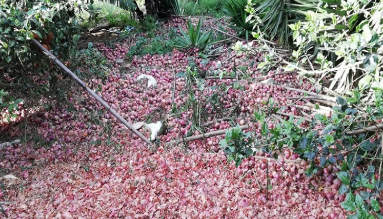 Cebolla-ocañera