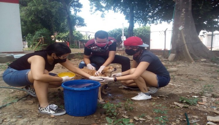 Este voluntariado busca que las personas tomen conciencia ante la responsabilidad de los animales que conviven en los entornos cercanos./Foto: Cortesía.