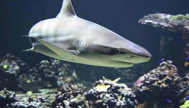 Los tiburones se guían por campos magnéticos. / Foto: Cortesía