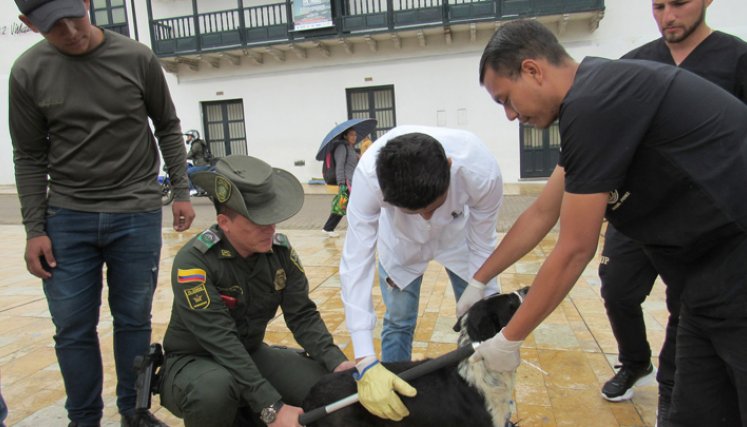 Se busca prevenir el maltrato y cuidar a los animales del municipio. / Foto: Archivo