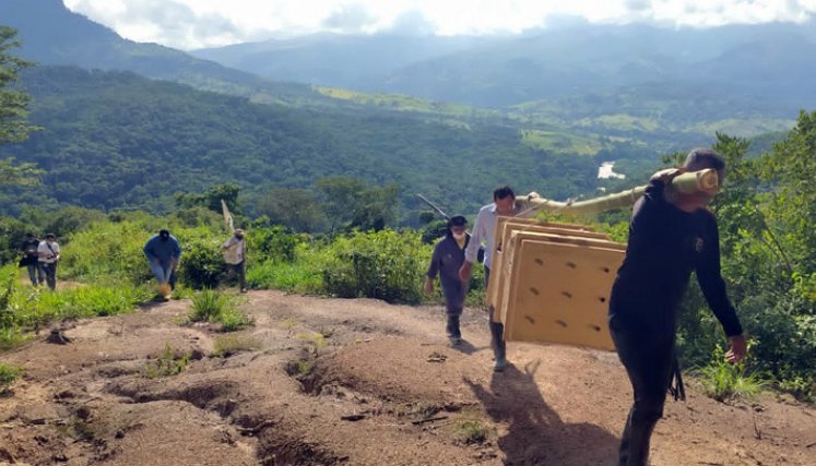 En zona rural de Sardinata se liberó al ocelote. Técnicos y comunidad lo trasladaron en un guacal. / Foto: Cortesía Corponor.