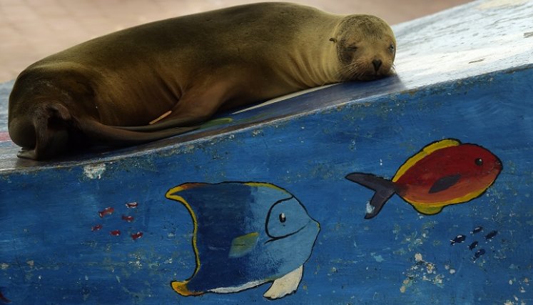 Los animales conviven con los isleños. / Foto: AFP 