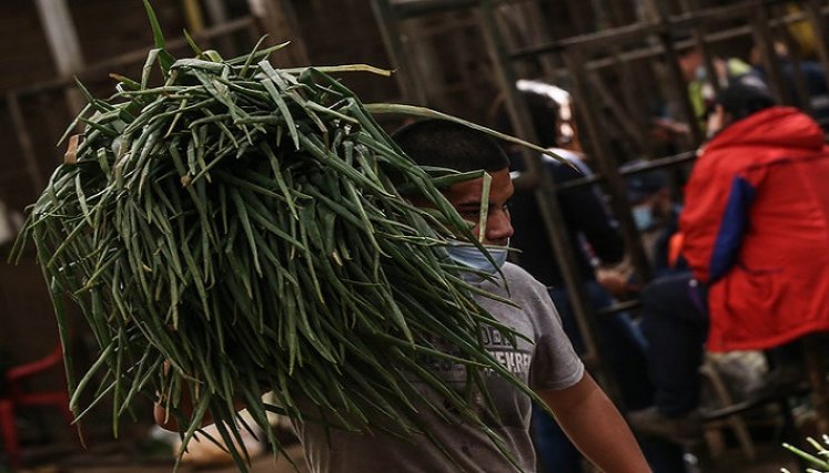 Defensoría alerta por posible colapso alimentario en Colombia./Foto: colprensa