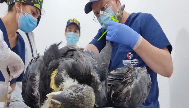 Para lograr mantener la supervivencia de las pocas especies que quedan se requiere de la intervención de los entes de control./ Foto: Cortesía/ La Opinión 