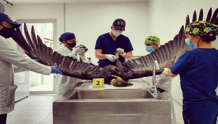  Forenses veterinarios tomaron muestras para los análisis./Foto: cortesía