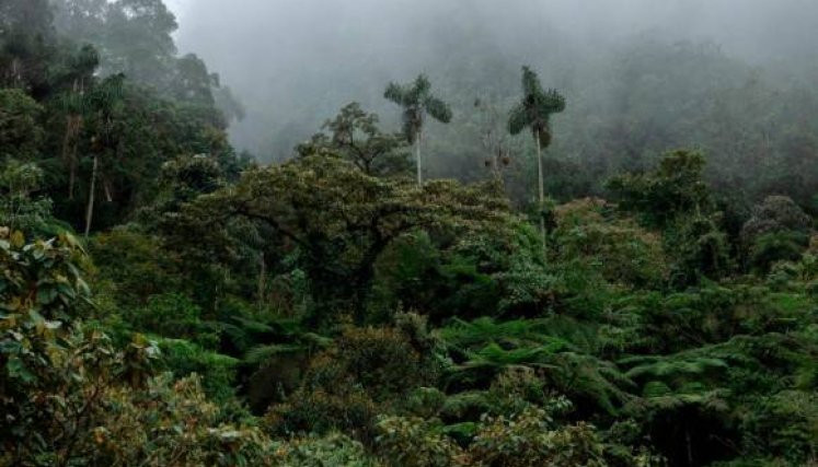 El corredor ecológico entre el bosque Niebla–El Globo, en Támesis (Antioquia), es fundamental para proteger 294 especies de aves, 24 de reptiles, 8 de anfibios, entre otros.