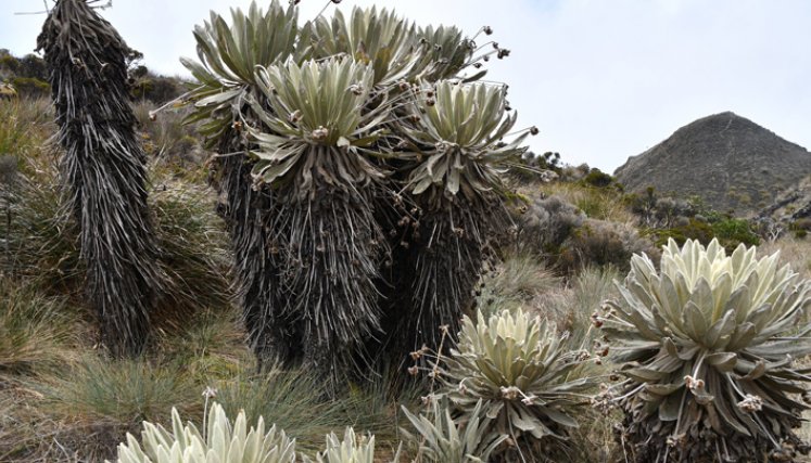 La inflorescencia del frailejón es fundamental para la preservación del agua. / Foto: Roberto Ospino