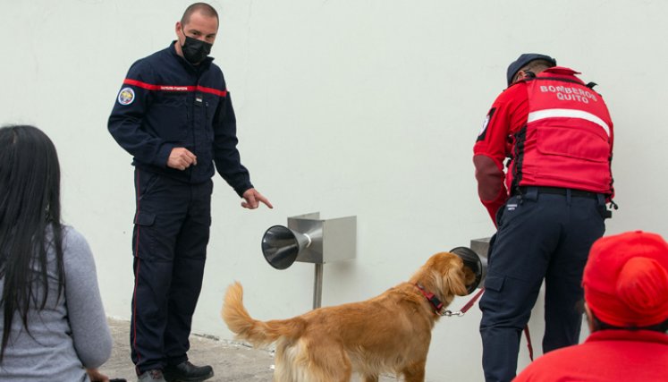 Un Golden Retriever es fotografiado durante una fase experimental para entrenar perros para detectar la presencia del nuevo coronavirus COVID-19 en humanos, un programa del Departamento de Bomberos de Francia, la Secretaría de Gestión de Riesgos y el Ministerio de Salud Pública de Ecuador junto con el Hospital Pablo Arturo Suárez, en este hospital de Quito. / Foto: AFP