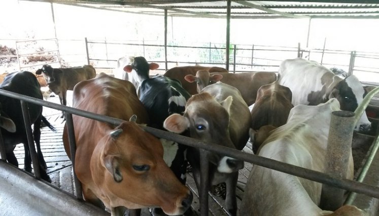 Ejemplares de Chinácota irán a Bochalema