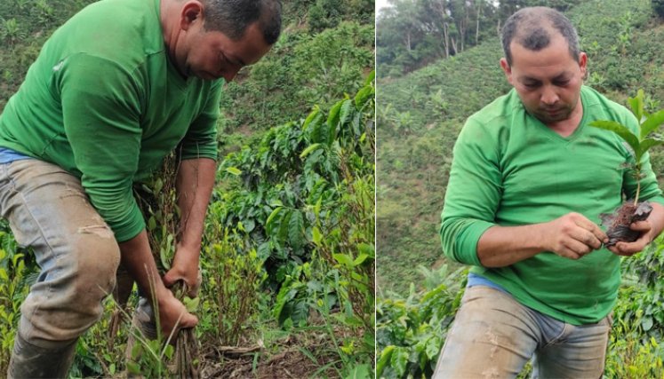 Anunciación Castilla Navarro, campesino de la Playa de Belén, tomó la decisión de cambiar los cultivos ilícitos de coca por café y narra la experiencia significativa. / Foto: Javier Sarabia