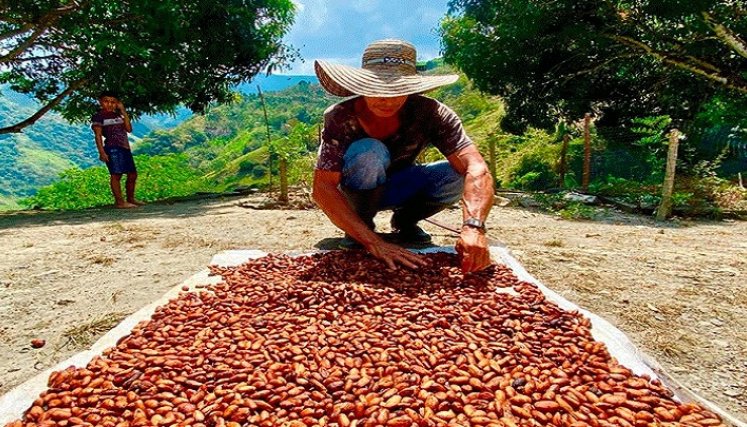Se trabaja adicionalmente en proyectos de palma de aceite y cacao./Foto: cortesía