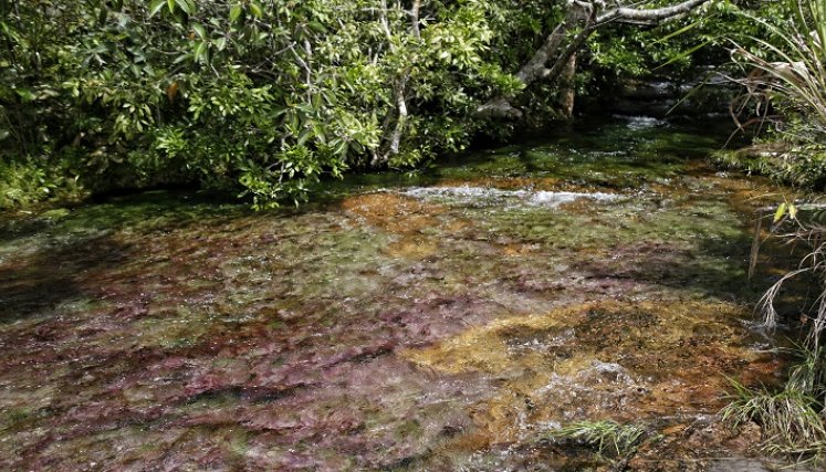 Caño Cristales, imperdible maravilla que reabre sus puertas al público./Foto: Colprensa