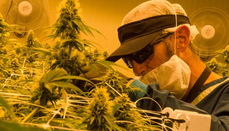 Cultivo de Cannabis.