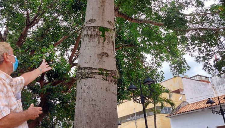 El hombre que salvó la ceiba